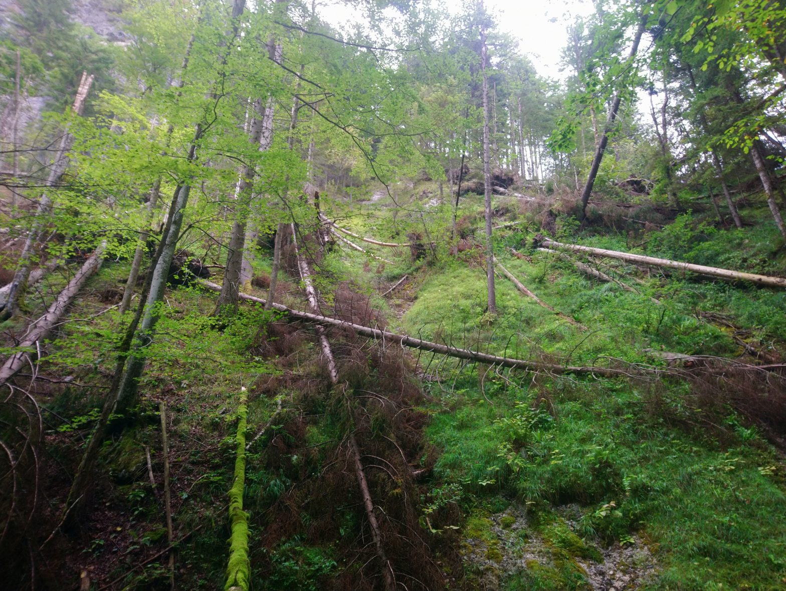 Fallen trees in a slope