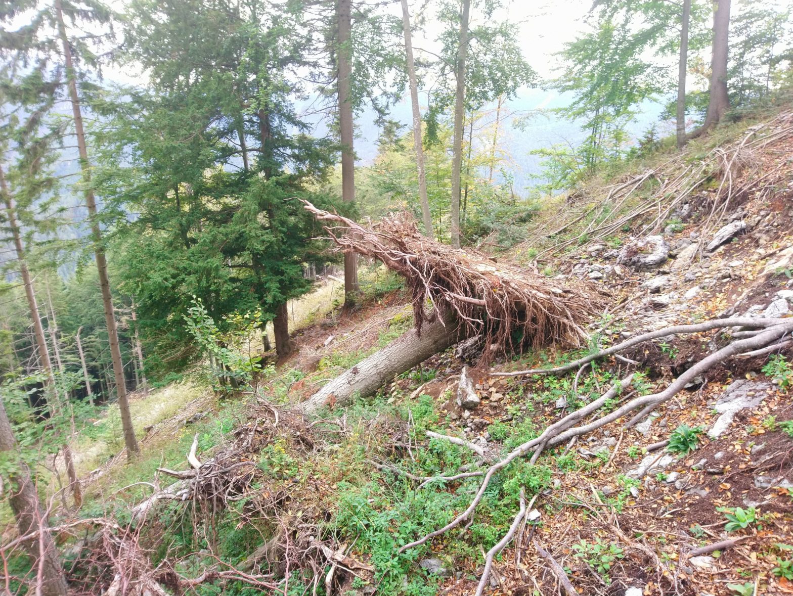 Fallen tree with root plate