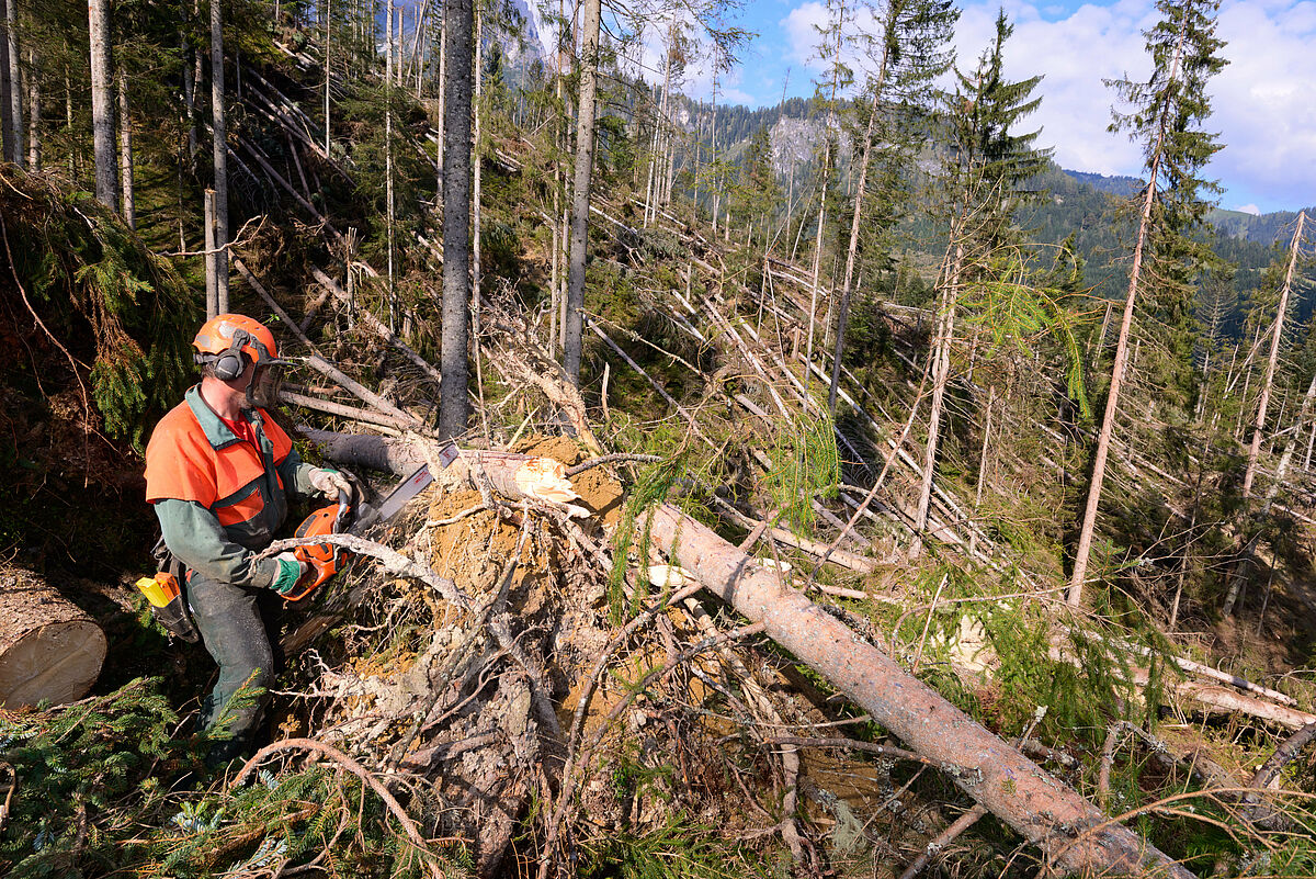 forestry technican cleaning up a wind throw