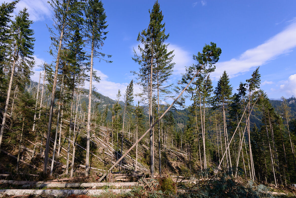 Wind throw area in the forest district Bischofshofen (Salzburg)