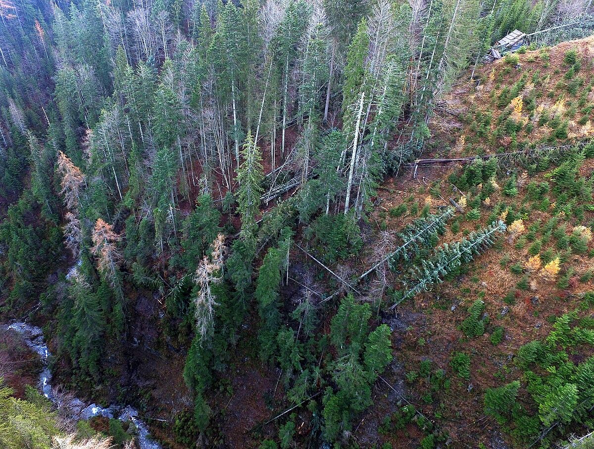 Arial photo of wind throw after storm Vaia in the forest district Hermagor (Kärnten)