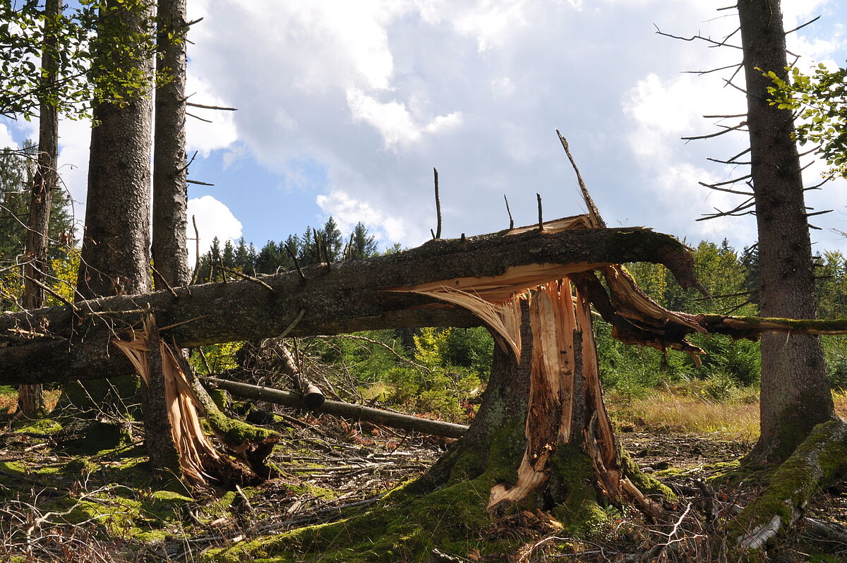 Broken tree after a stom, August 2017, Forstrevier Frauschereck (Oberösterreich)