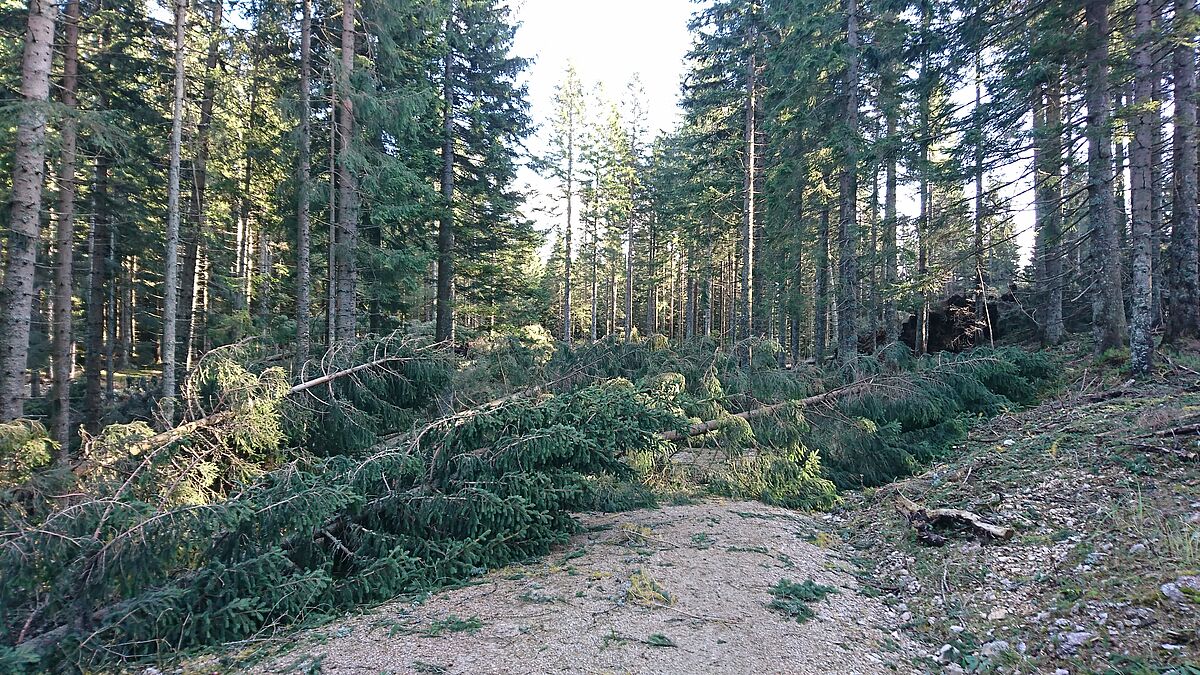 Uprooted trees after storm Herwart, Oktober 2017, in the forest district Göstling (Niederösterreich)