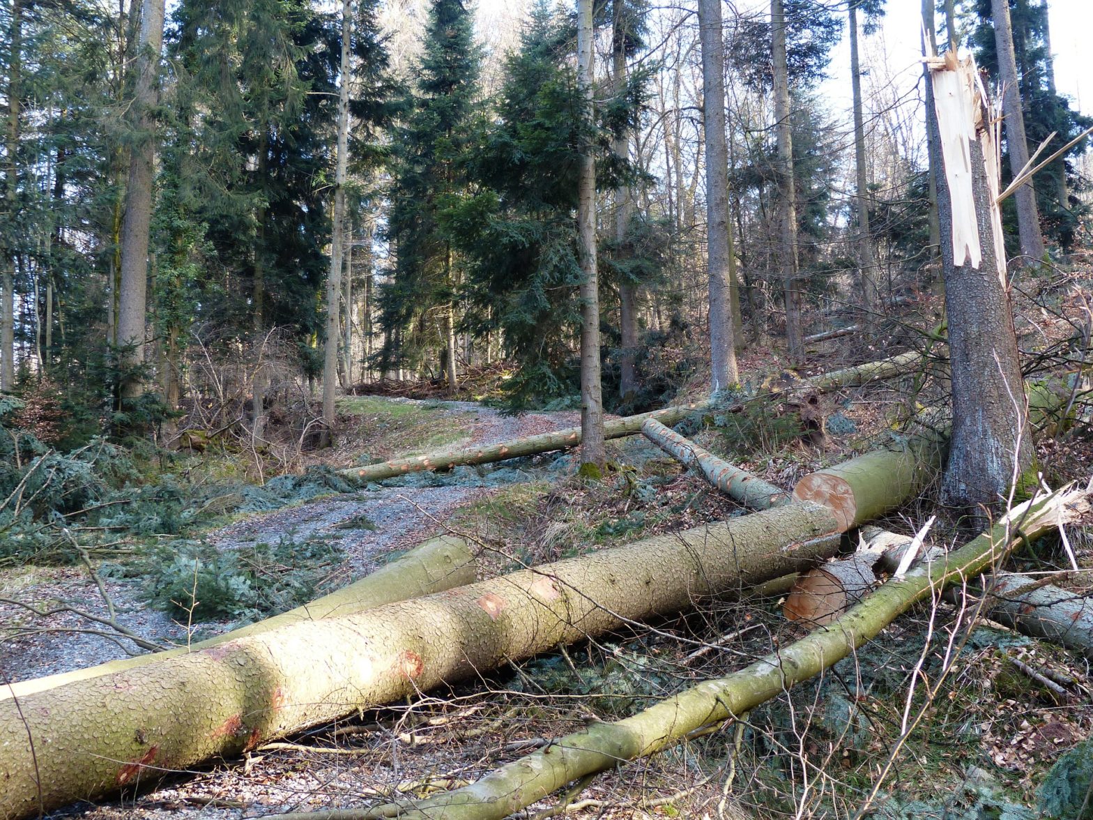 Cut trees in a forest to clean up storm damage